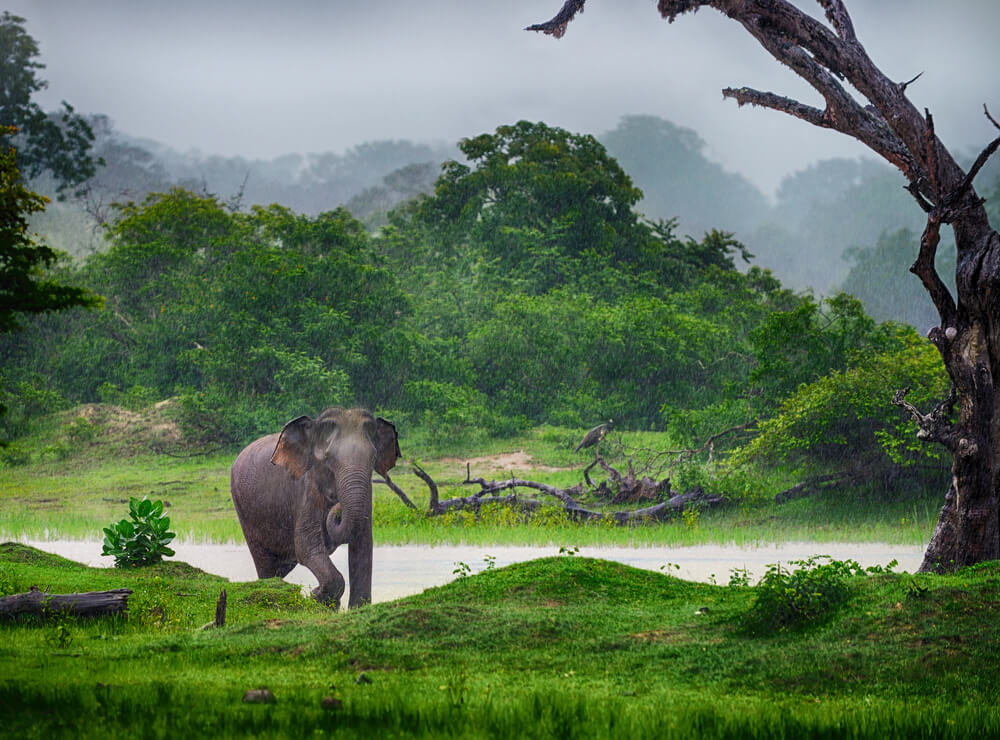 Sri Lanka Safari: A Wildlife Adventure in Paradise