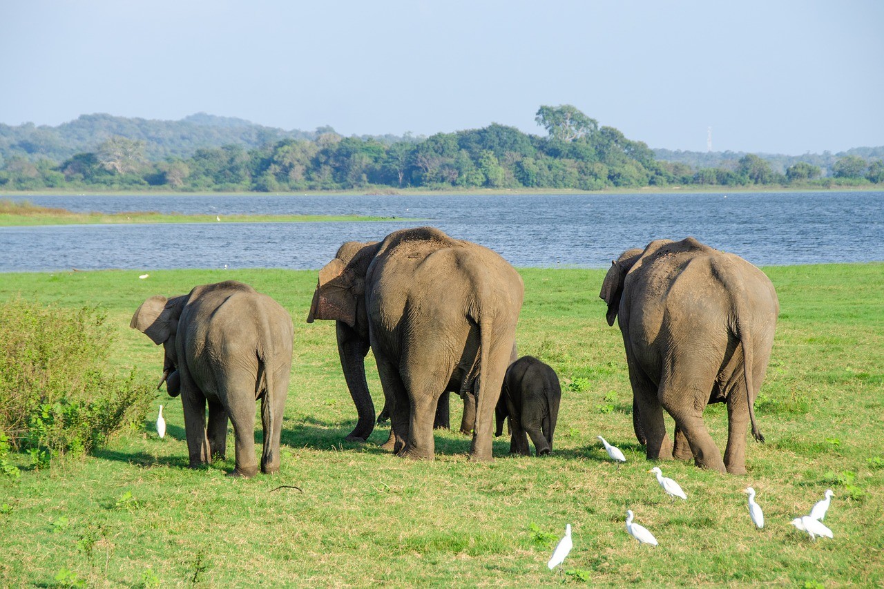 Sri Lanka with children: 12 days that work for everyone