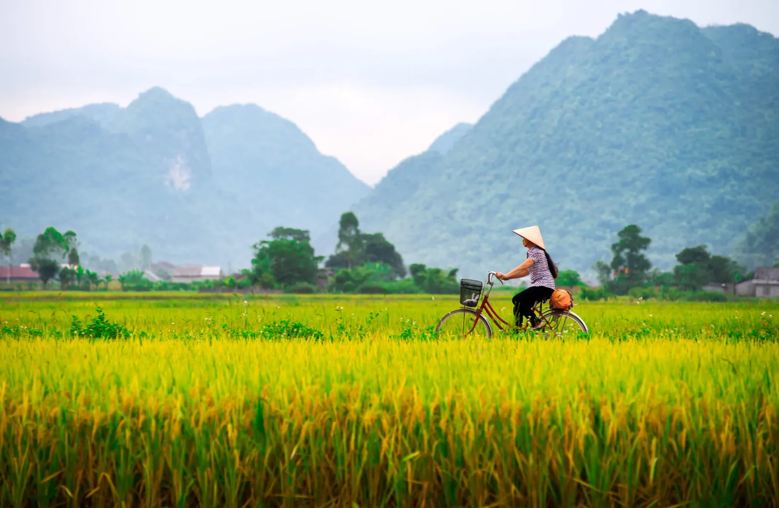 Cycling between rice fields and limestone karsts in Ninh Binh, northern Vietnam